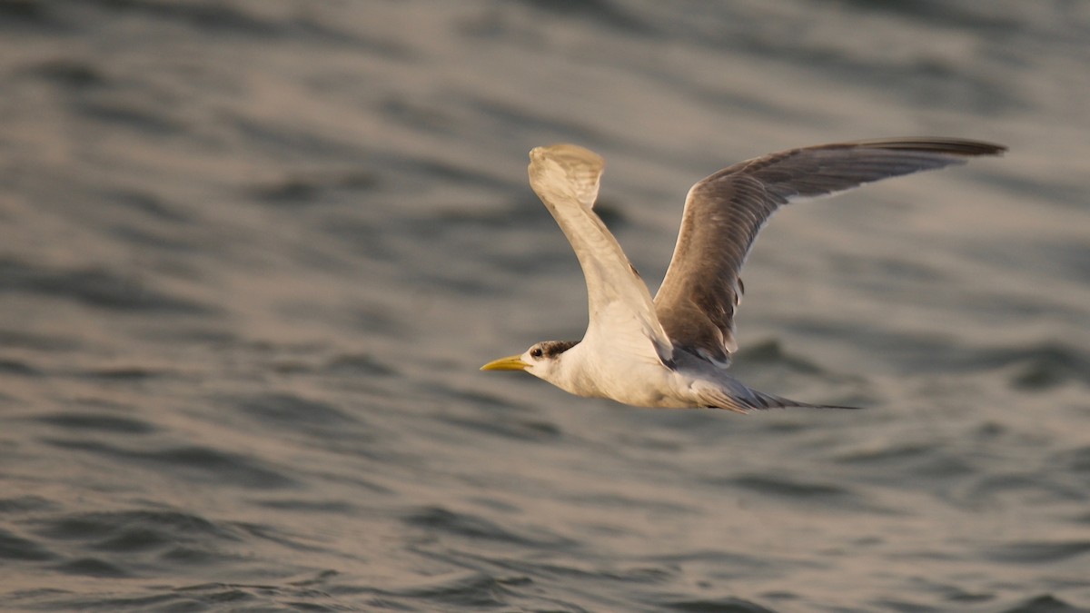 Great Crested Tern - ML151427201
