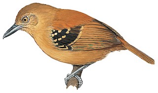 Epinecrophylla haematonota pyrrhonota