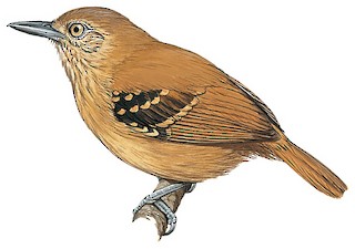 Epinecrophylla haematonota fjeldsaai