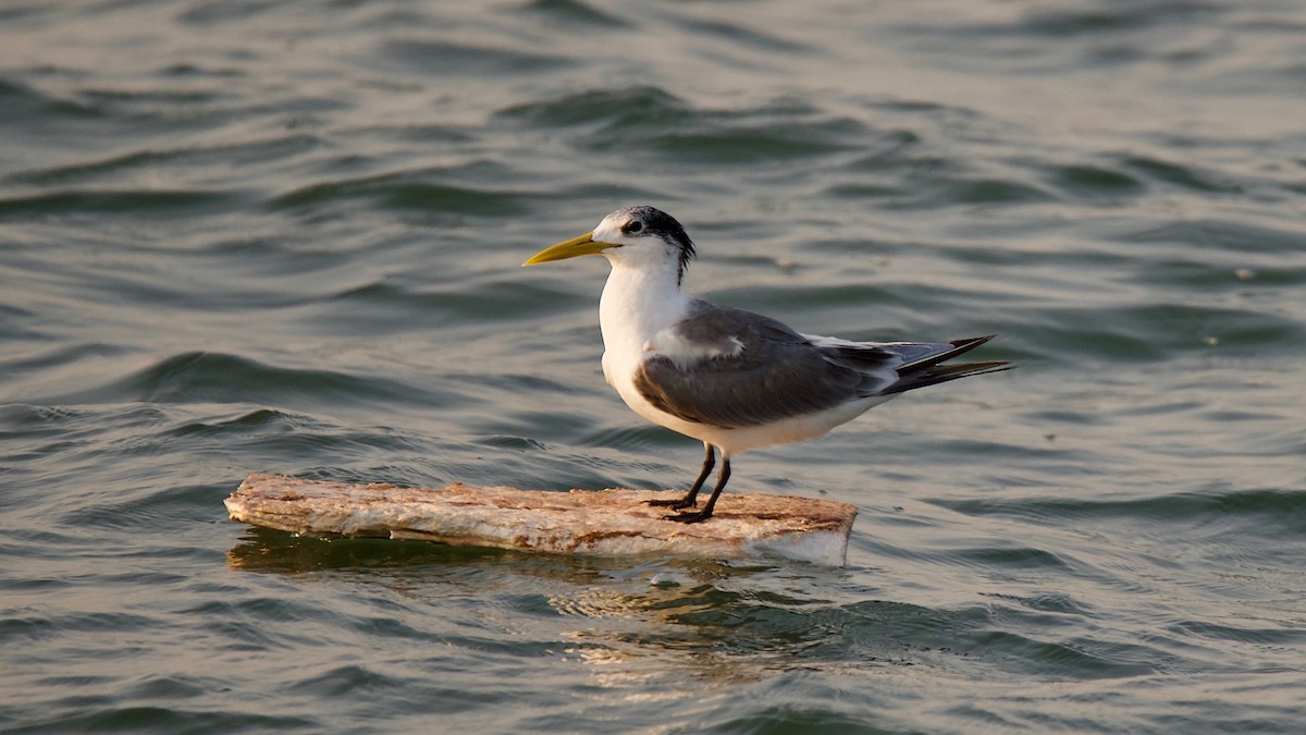 Great Crested Tern - ML151427231