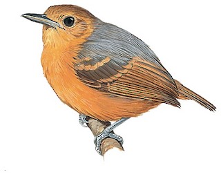 Myrmotherula schisticolor interior