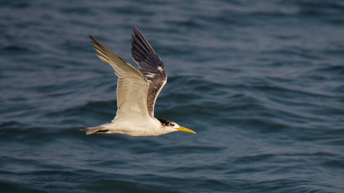 Great Crested Tern - ML151427291