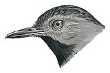 Black-headed Antbird Illustration