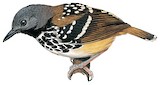 Spot-backed Antbird Illustration