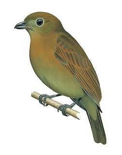 Schiffornis stenorhyncha panamensis