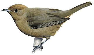 Sylvia atricapilla heineken