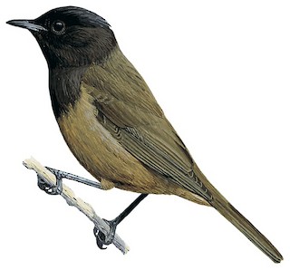 Sylvia atricapilla heineken