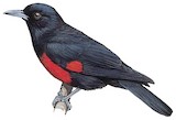 Black-and-crimson Oriole Illustration