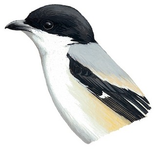 Long-tailed Shrike Lanius schach