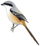 Grey-backed Shrike Illustration