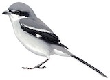 Loggerhead Shrike Illustration