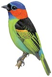 Red-necked Tanager Illustration