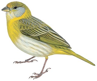 Saffron Finch - Sicalis flaveola - Birds of the World