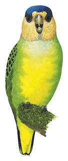 Red-breasted Pygmy-Parrot - Micropsitta bruijnii - Birds of the World