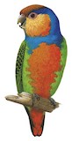 Red-breasted Pygmy Parrot Illustration