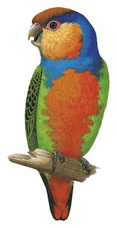 Red-breasted Pygmy-Parrot - Micropsitta bruijnii - Birds of the World