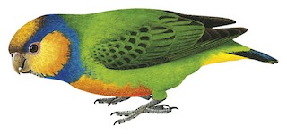 Red-breasted Pygmy-Parrot - Micropsitta bruijnii - Birds of the World
