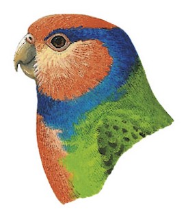 Red-breasted Pygmy-Parrot - Micropsitta bruijnii - Birds of the World