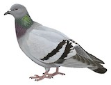 Rock Dove Illustration