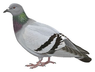 Rock Pigeon Identification, All About Birds, Cornell Lab of