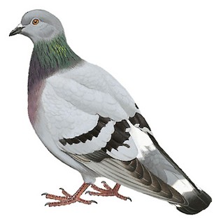 Illustrations Hill Pigeon Columba Rupestris Birds Of The World