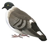 Snow Pigeon Illustration