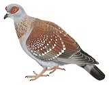 Speckled Pigeon Illustration