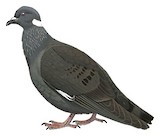 White-collared Pigeon Illustration