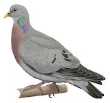 Stock Dove Illustration