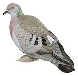 Yellow-eyed Pigeon Illustration