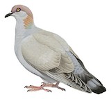 Somali Pigeon Illustration