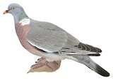 Common Wood Pigeon Illustration