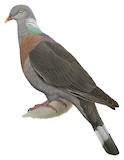 Trocaz Pigeon Illustration