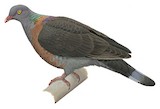 Bolle's Pigeon Illustration