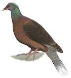 Laurel Pigeon Illustration