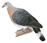 Afep Pigeon Illustration