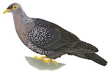 African Olive Pigeon Illustration