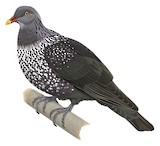 Cameroon Olive Pigeon Illustration