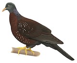 Sao Tome Olive Pigeon Illustration