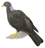 Comoro Olive Pigeon Illustration