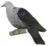 Speckled Wood Pigeon Illustration