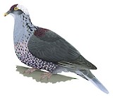 White-naped Pigeon Illustration