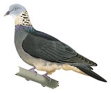 Ashy Wood Pigeon Illustration