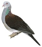 Nilgiri Wood Pigeon Illustration