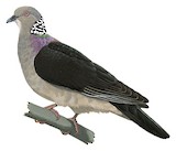 Sri Lanka Wood Pigeon Illustration