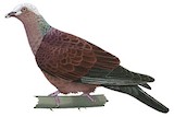 Pale-capped Pigeon Illustration