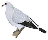 Silvery Pigeon Illustration