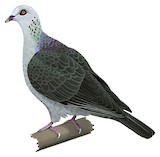 Andaman Wood Pigeon Illustration