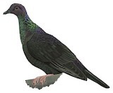 Black Wood Pigeon Illustration