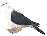 White-headed Pigeon Illustration